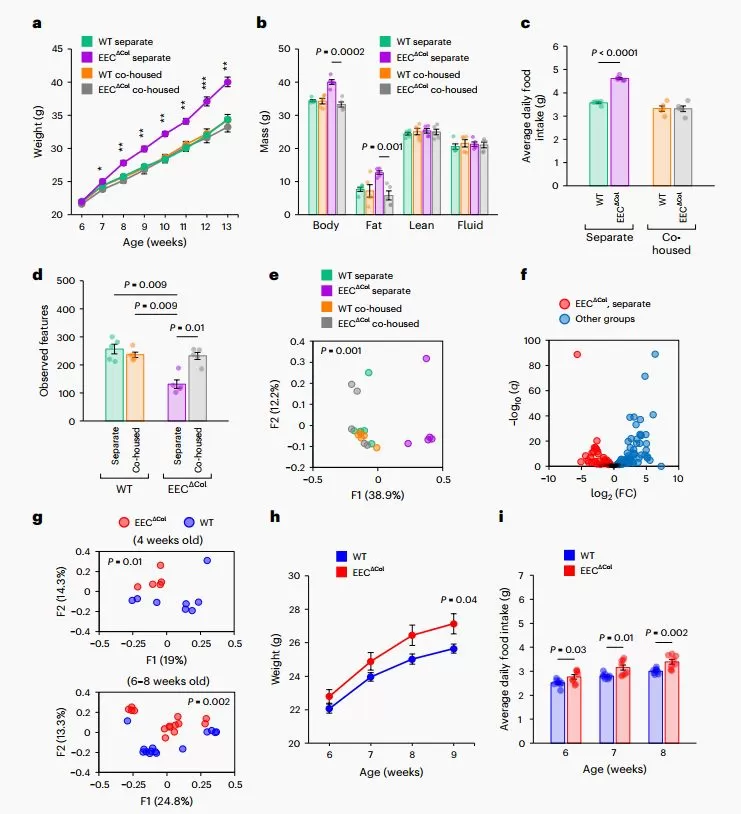 16S sequencing analyses supported colonic EEC loss leads to intestinal dysbiosis and is associated with obesity